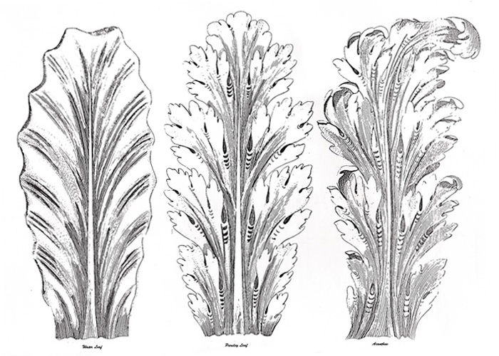 Corinthian Column Leaf Patterns including Water Leaf, Parsley, and Acanthus
